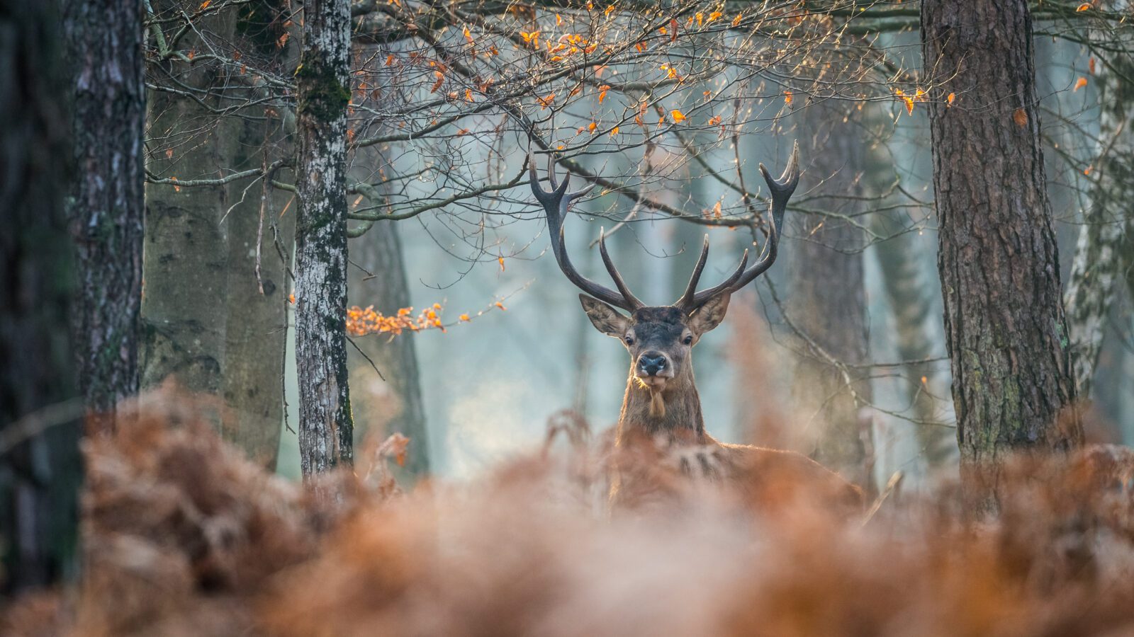Cerf forêt de Fontainebleau