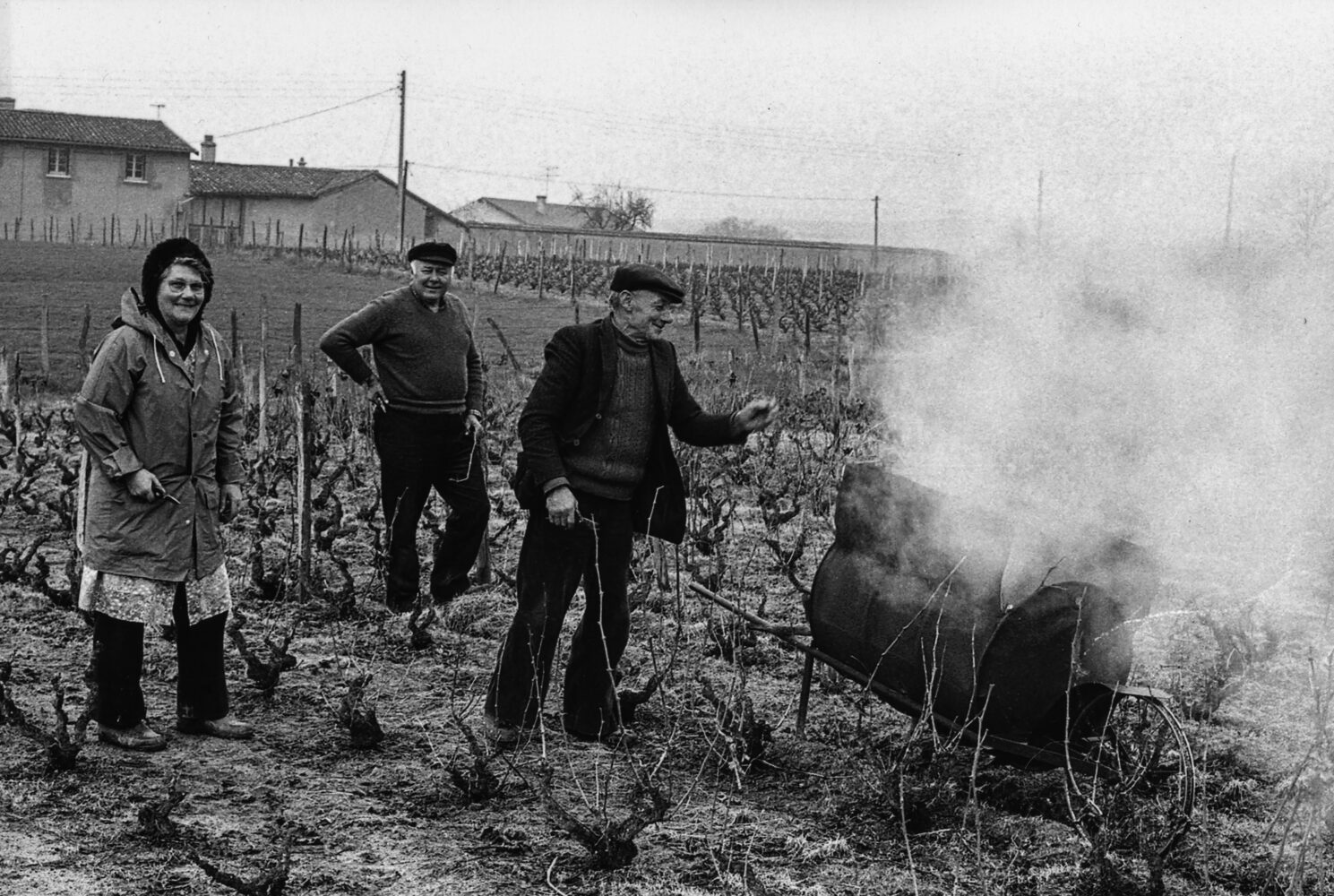 wijpluk in de Beaujolais