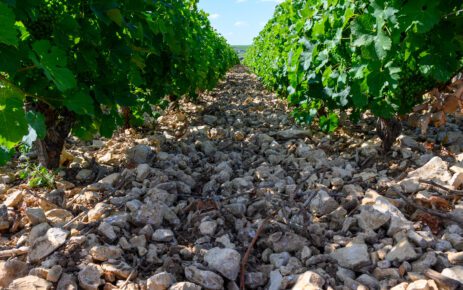 View on vineyards around Sancerre wine making village, rows of sauvignon blanc grapes growing on caillottes limestone very stony soils and flints pebbles, Cher, Loire valley, France