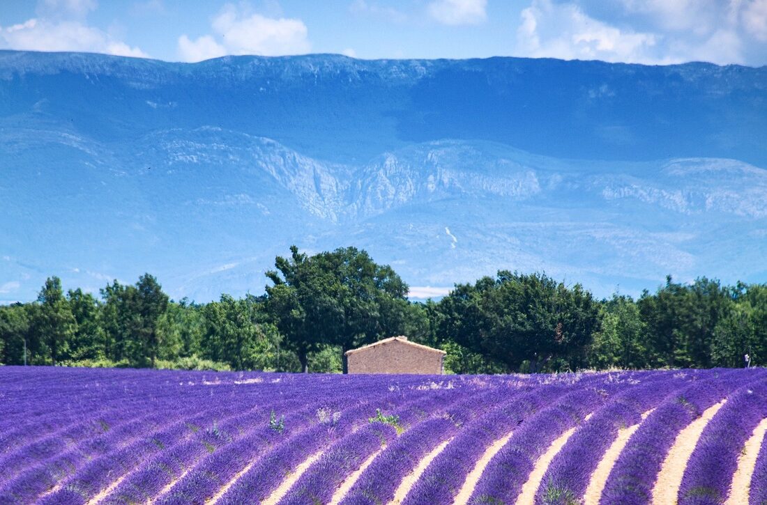 Alpes de Haute Provence dept. valensole-3925067_1280