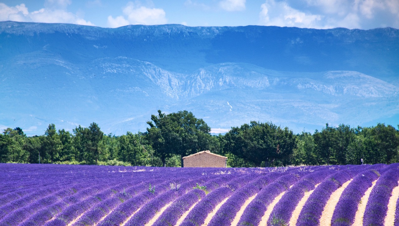 Alpes de Haute Provence dept. valensole-3925067_1280