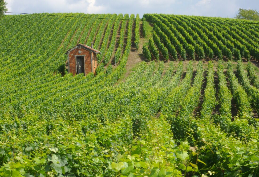 Marne dept Épernay_-_vignes_(06)