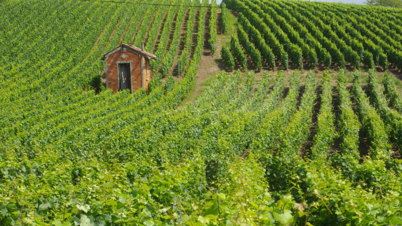 Marne dept Épernay_-_vignes_(06)