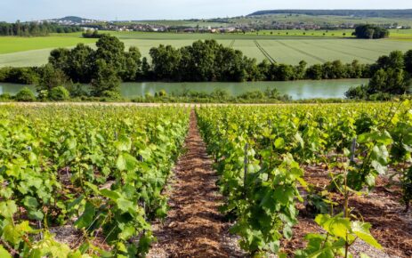 Wijngaarden Épernay – Marne
