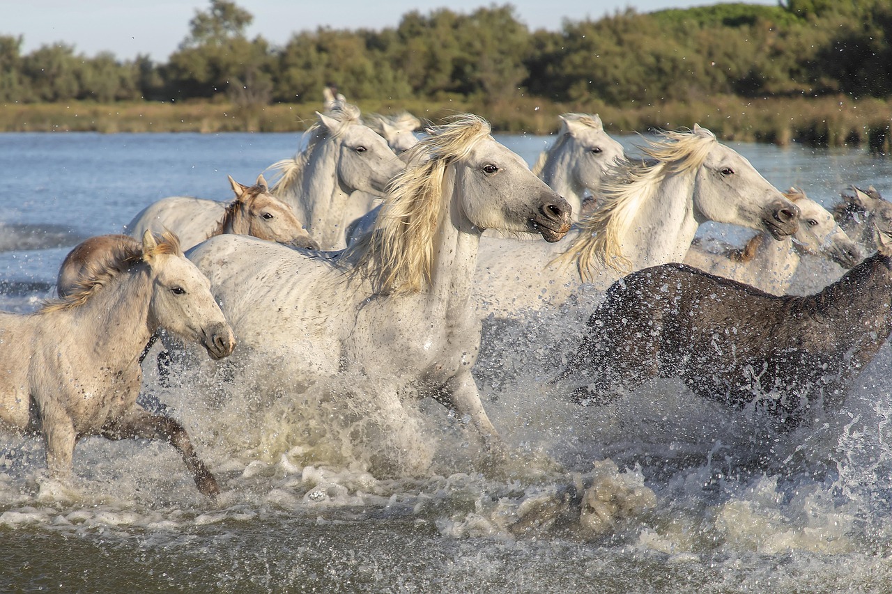 animals-4642101_1280