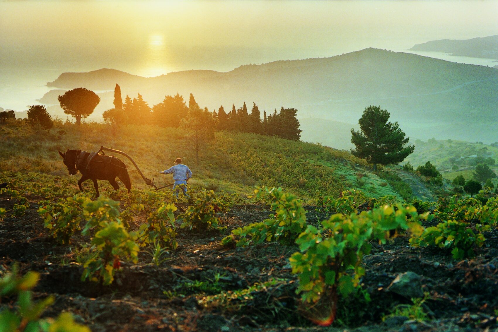 Domaine de La Rectorie – Oogst 3
