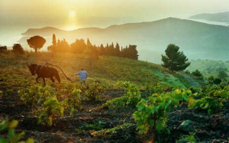 Domaine de La Rectorie – Oogst 3